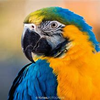  Vogels 